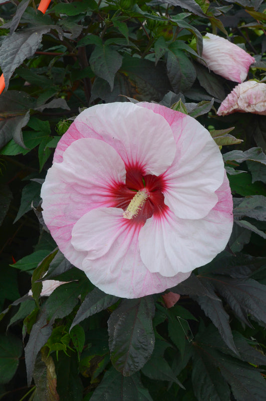 Rose Mallow, Hardy 'Summerific Perfect Storm' (Hibiscus)