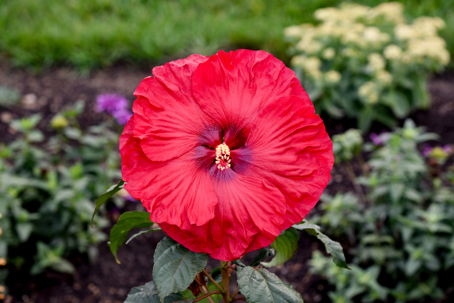 Rose Mallow, Hardy 'Summerific My Valentine' (Hibiscus)