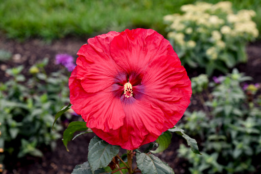 Rose Mallow, Hardy 'Summerific My Valentine' (Hibiscus)