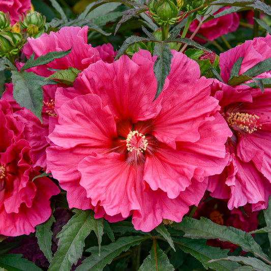 Rose Mallow, Hardy 'Summerific Watermelon Ruffles' (Hibiscus)