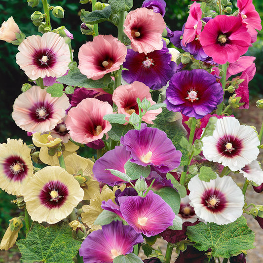 Alcea (Mixed Hollyhocks)