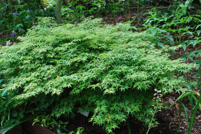 Acer palmatum 'Murasaki Kiyohime'