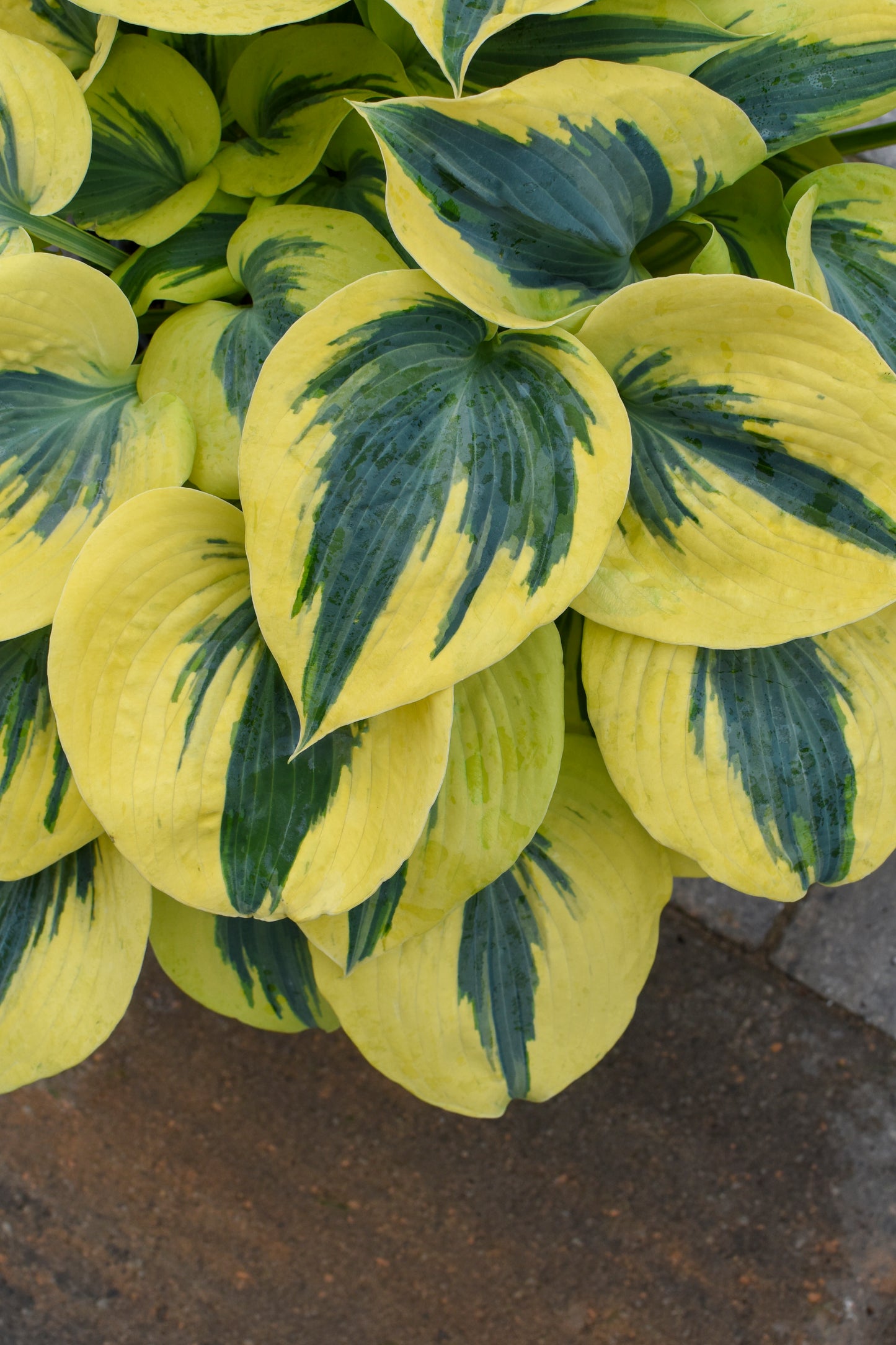 Hosta 'Shadowland Autumn Frost'