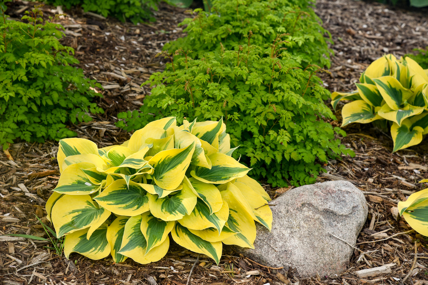 Hosta 'Shadowland Autumn Frost'