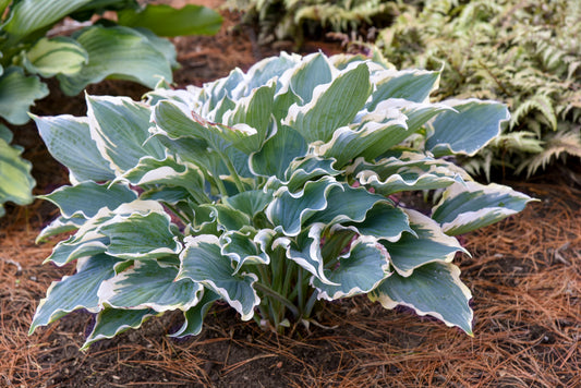 Plantain Lily 'Shadowland Hope Springs Eternal' (Hosta)