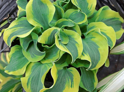 Hosta 'School Mouse'