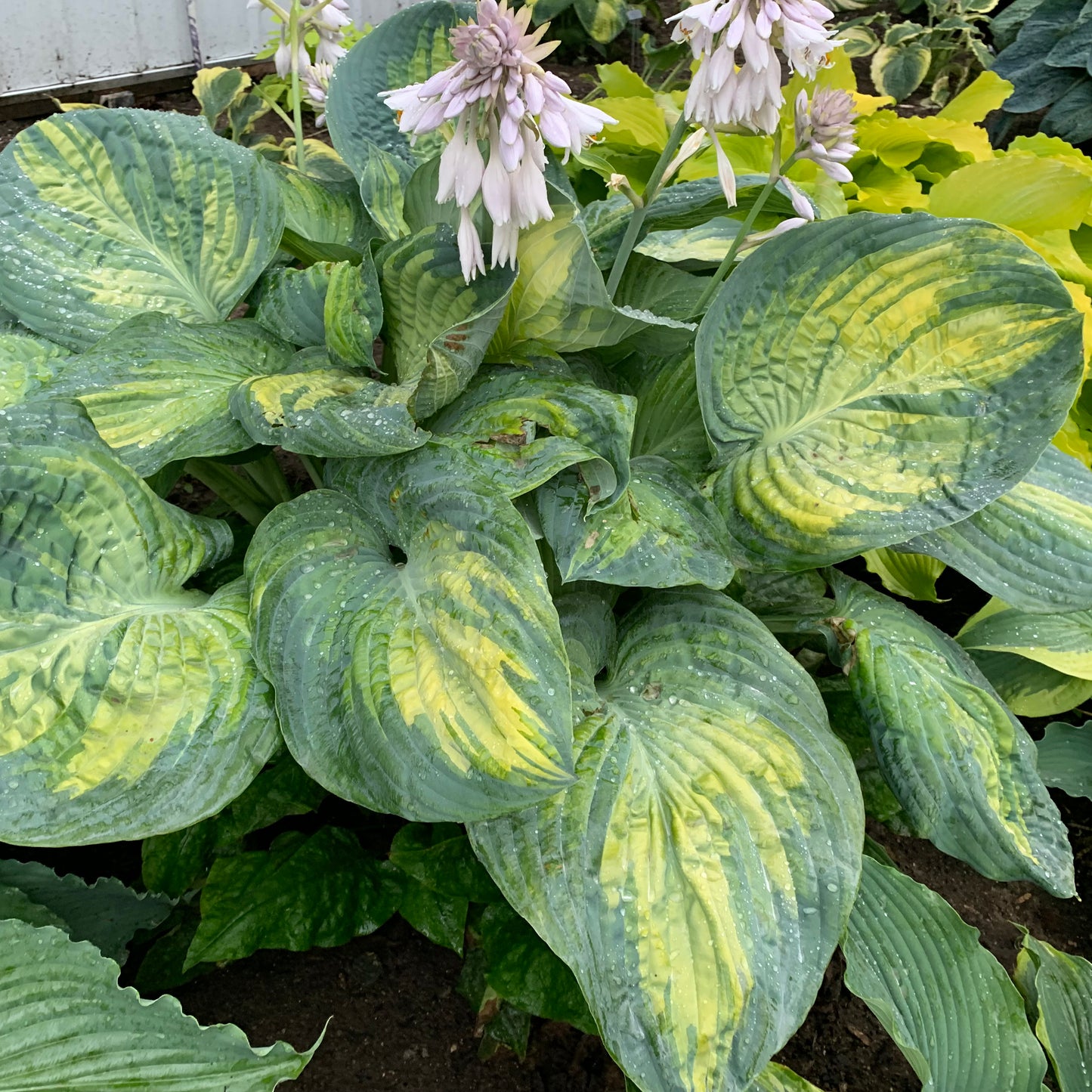 Plantain Lily, Giant 'Shadowland Sound of Music' (Hosta)