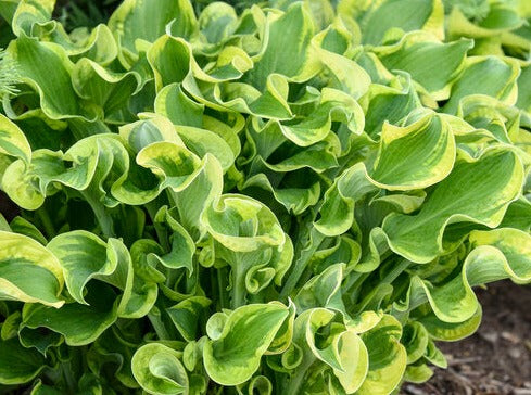 Hosta 'Shadowland Whee'