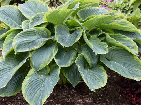 Hosta 'Shadowland Wu-La-La'