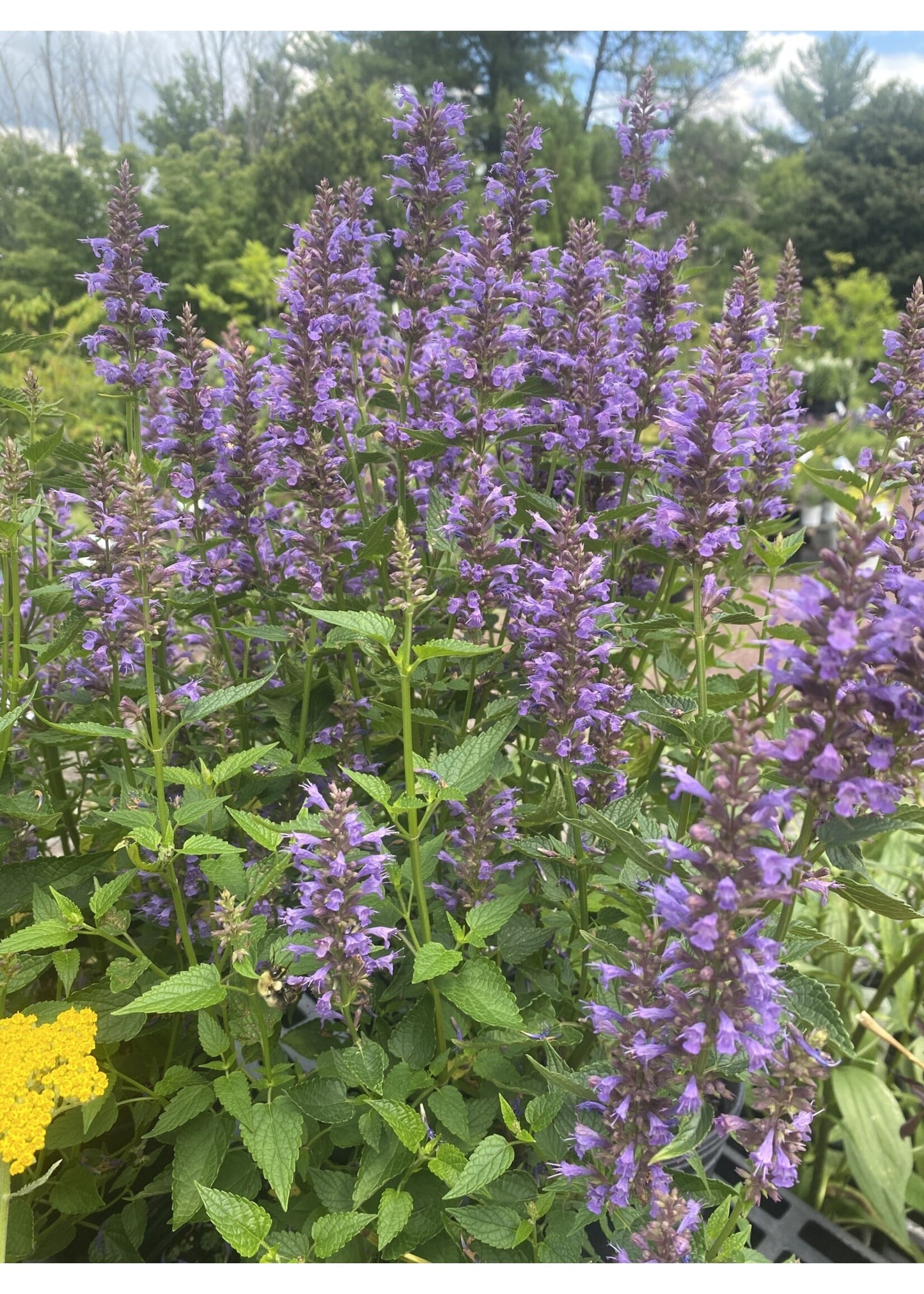 Agastache 'Blue Bayou'