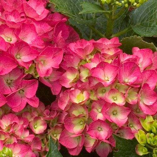 Hydrangea macrophylla 'Cityline Paris'