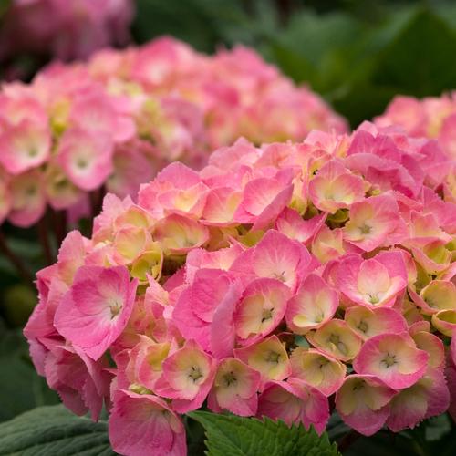 Hydrangea macrophylla 'Lets Dance Big Easy'