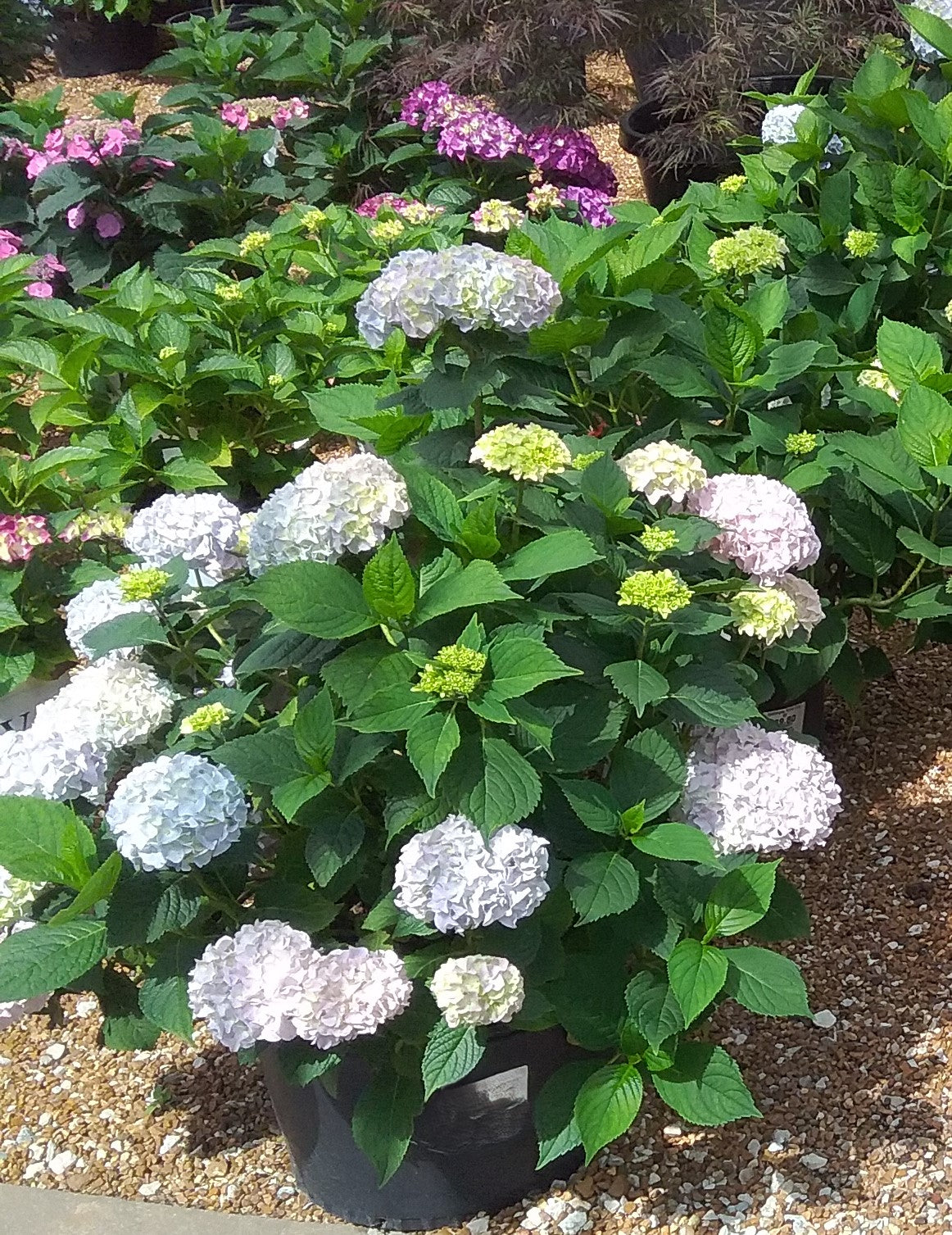 Hydrangea macrophylla 'Nikko Blue'