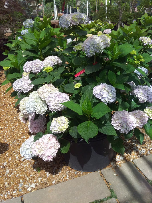 Hydrangea macrophylla 'Nikko Blue'