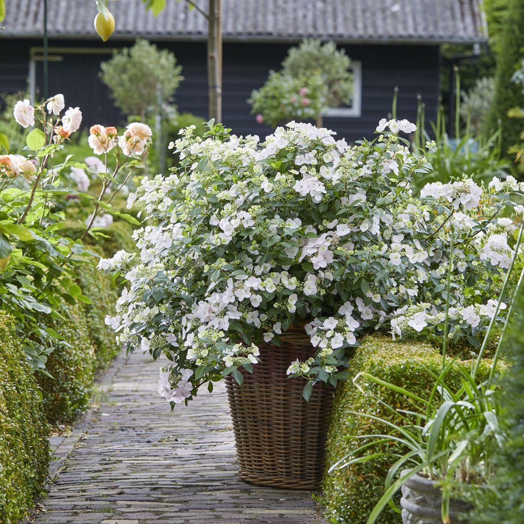Hydrangea, Hybrid 'Fairytrail Bride Cascade' (Hydrangea)
