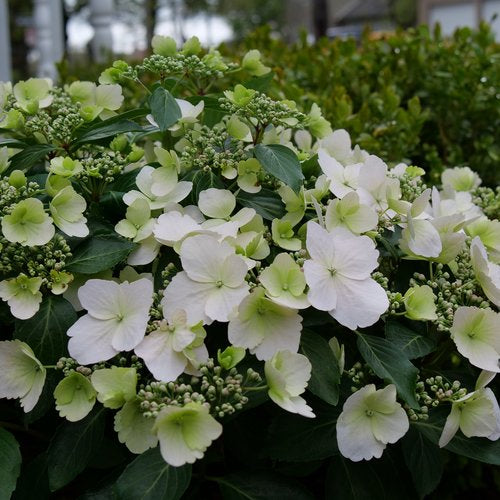 Hydrangea, Hybrid 'Fairytrail Bride Cascade' (Hydrangea)