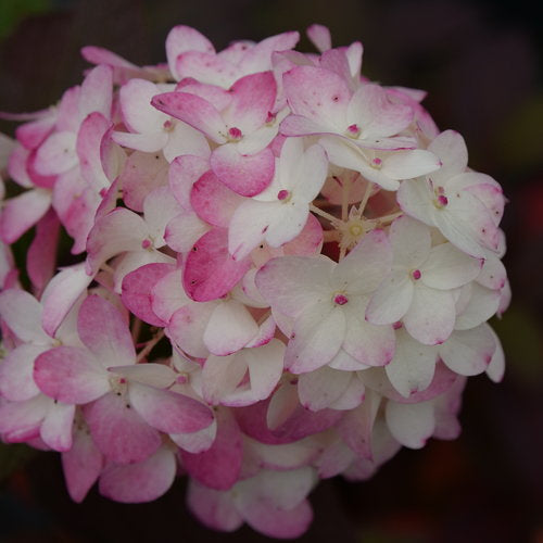 Hydrangea paniculata 'Fire Light Tidbit'