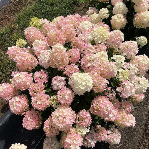 Hydrangea paniculata 'Fire Light Tidbit'