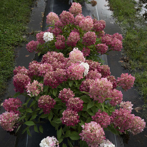 Hydrangea paniculata 'Fire Light Tidbit'