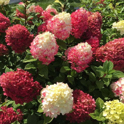 Hydrangea paniculata 'Little Lime Punch'