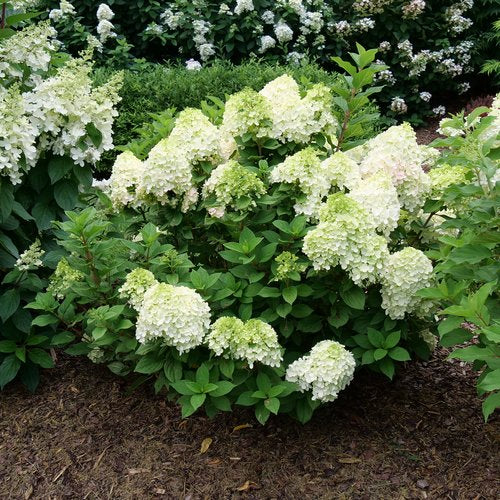 Hydrangea paniculata 'Little Lime Punch'