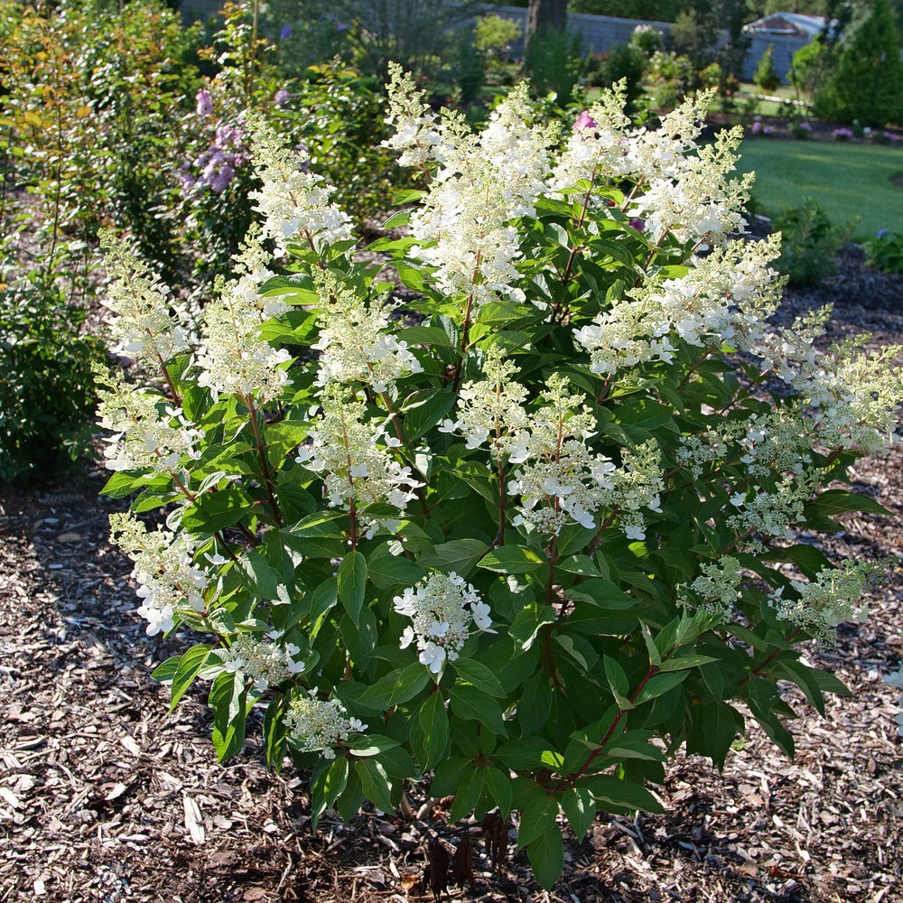 Hydrangea paniculata 'Pinky Winky'