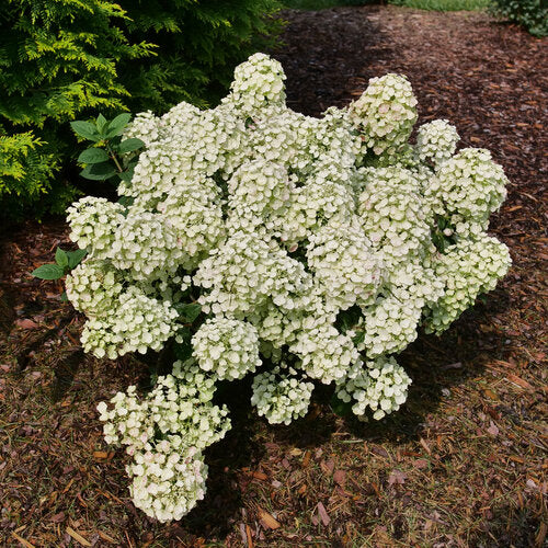 Hydrangea paniculata 'Tiny Quick Fire'