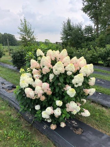 Hydrangea, Panicle 'Quick Fire Fab' (Hydrangea)