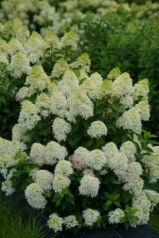 Hydrangea, Panicle 'Quick Fire Fab' (Hydrangea) Patio Tree