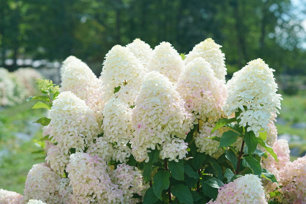 Hydrangea, Panicle 'Quick Fire Fab' (Hydrangea)