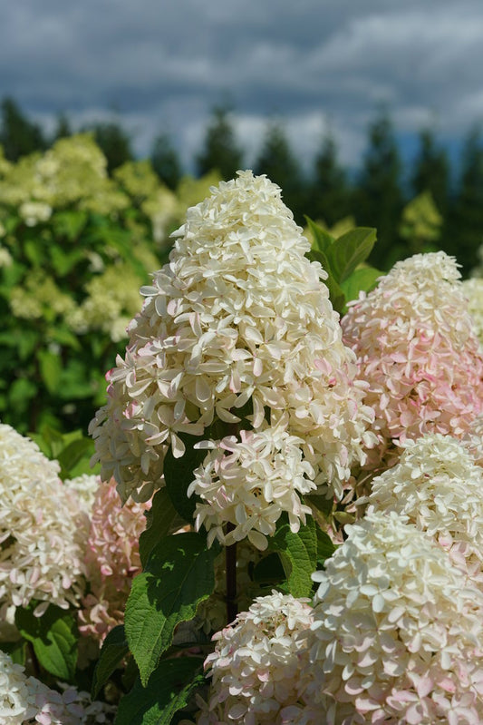 Hydrangea, Panicle 'Quick Fire Fab' (Hydrangea)
