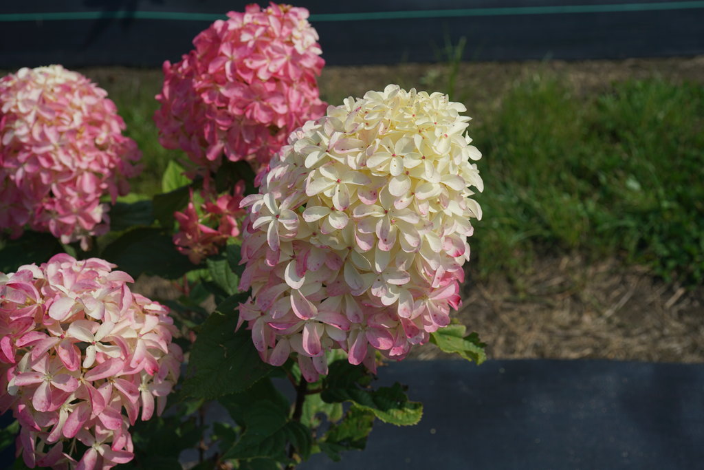 Hydrangea, Panicle 'Quick Fire Fab' (Hydrangea) Patio Tree