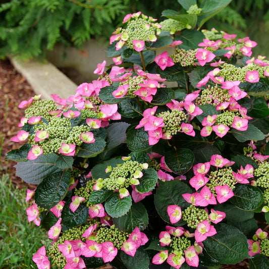 Hydrangea serrata 'Tuff Stuff Top Fun'