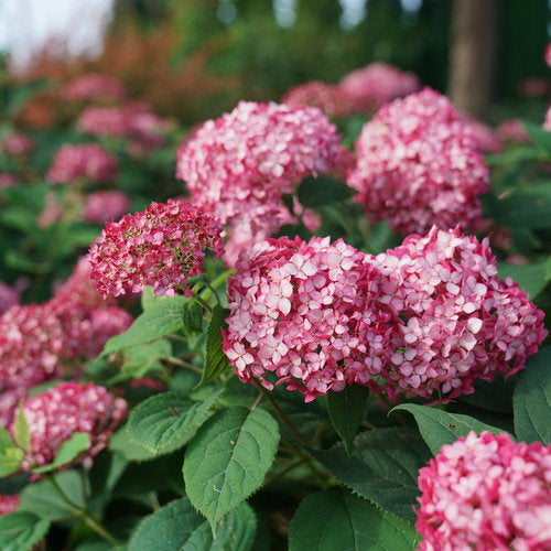 Hydrangea arborescens 'Invincibelle Ruby'