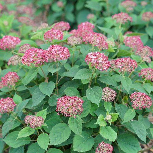 Hydrangea arborescens 'Invincibelle Ruby'