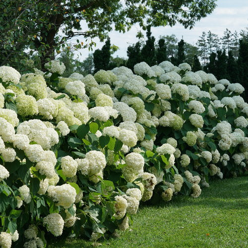 Hydrangea arborescens 'Incrediball'