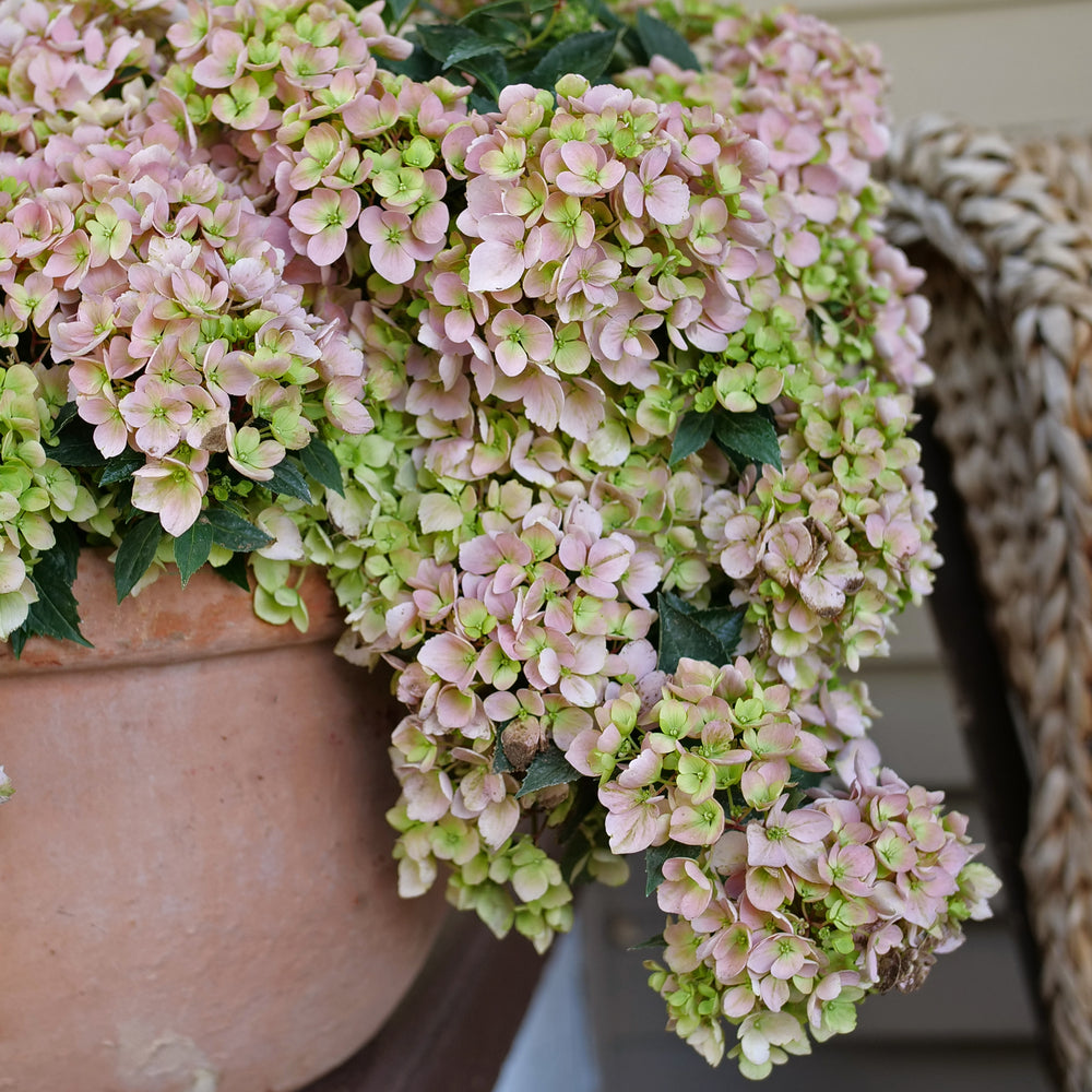 Hydrangea, Hybrid 'Fairytrail Fresco Cascade' (Hydrangea)