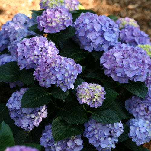 Hydrangea, Big-leaf Mophead 'Let's Dance Blue Jangles' (Hydrangea)