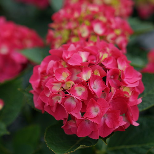 Hydrangea, Big-leaf Mophead 'Wee Bit Giddy' (Hydrangea)