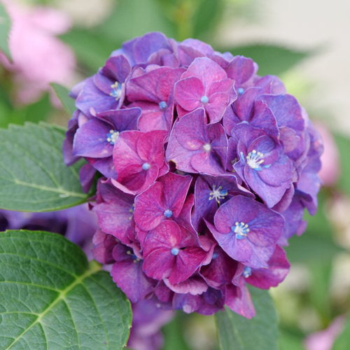 Hydrangea macrophylla 'Wee Bit Grumpy'