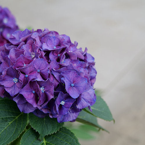 Hydrangea macrophylla 'Wee Bit Grumpy'