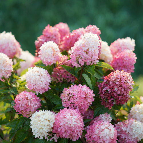 Hydrangea paniculata 'Zinfin Doll'