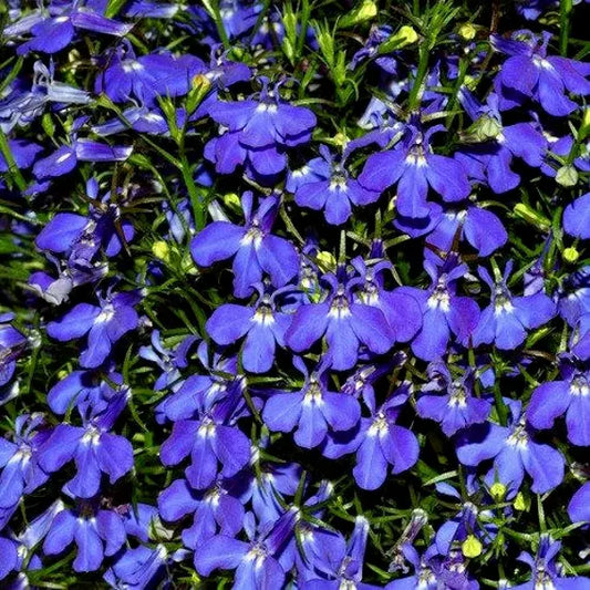 Lobelia erinus