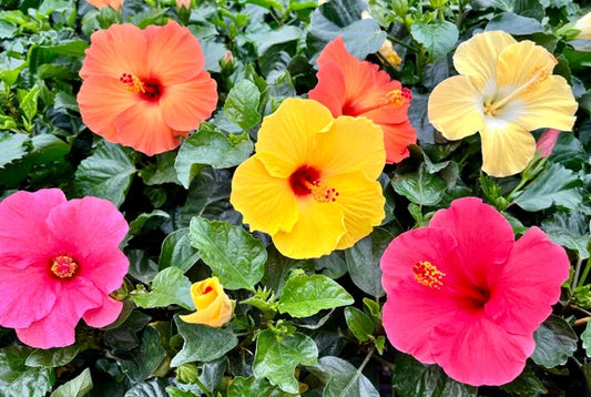 Hibiscus rosa-sinensis TriColor