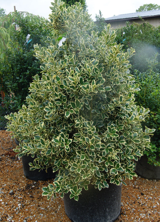 Ilex aquifolium 'Scotch'