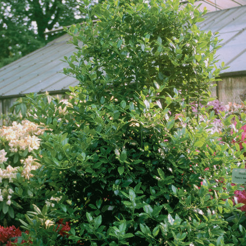 Ilex x meserveae 'Castle Spire'