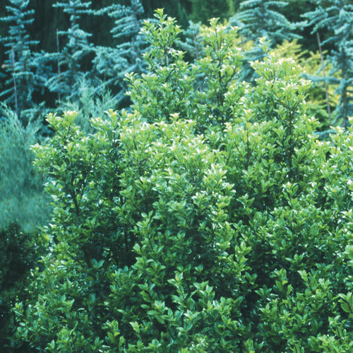 Ilex x meserveae 'Castle Wall'