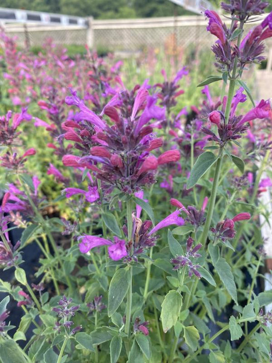 Agastache 'Sunrise Violet'