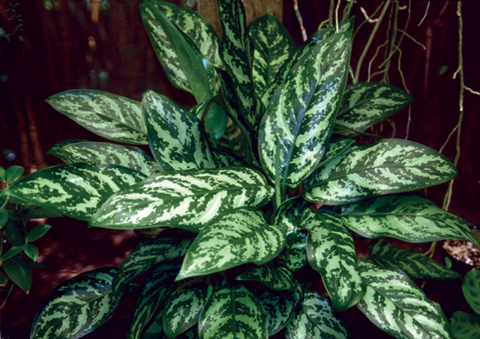 Aglaonema commutatum