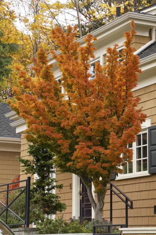 Acer x pseudosieboldianum ' First Flame'